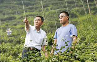 Taiwan Oolong Turned into Eastern Champagne